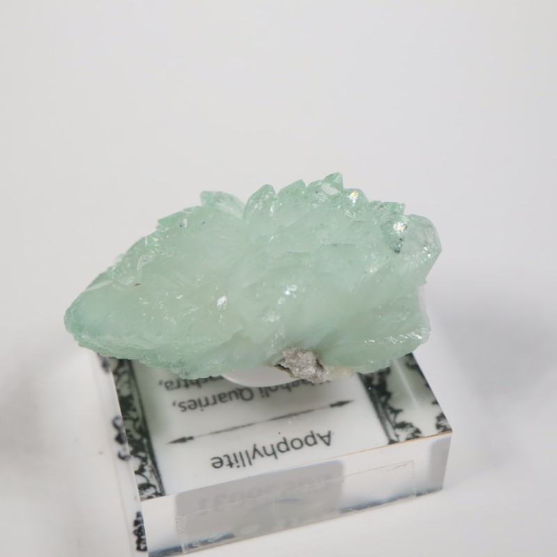 Wagholi�������ݥե��饤��