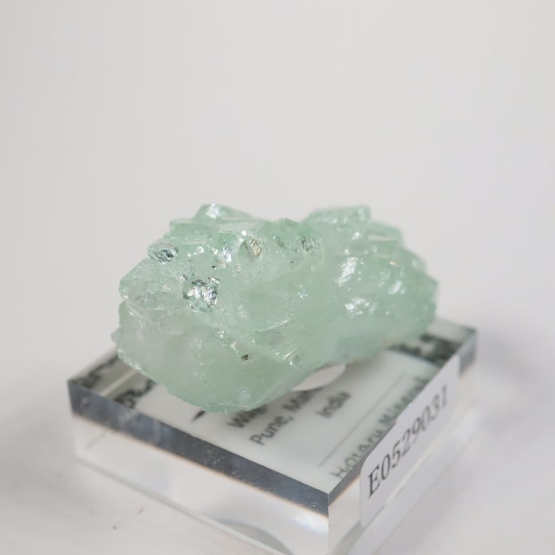 Wagholi�������ݥե��饤��