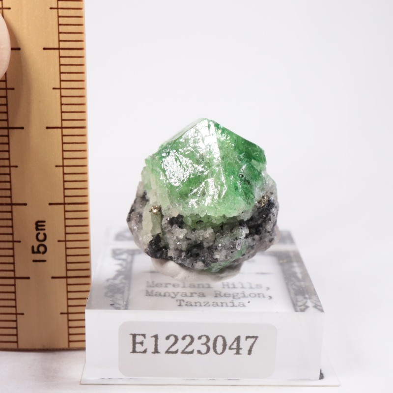 ����˥ҥ륺�� �����ͥå�