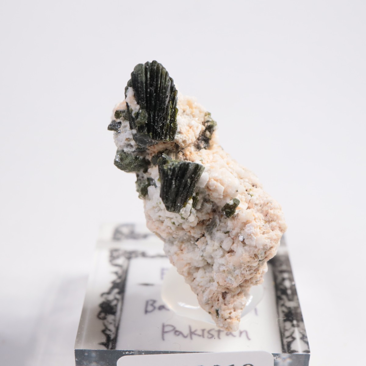 �ѥ������� ���ԥɡ���