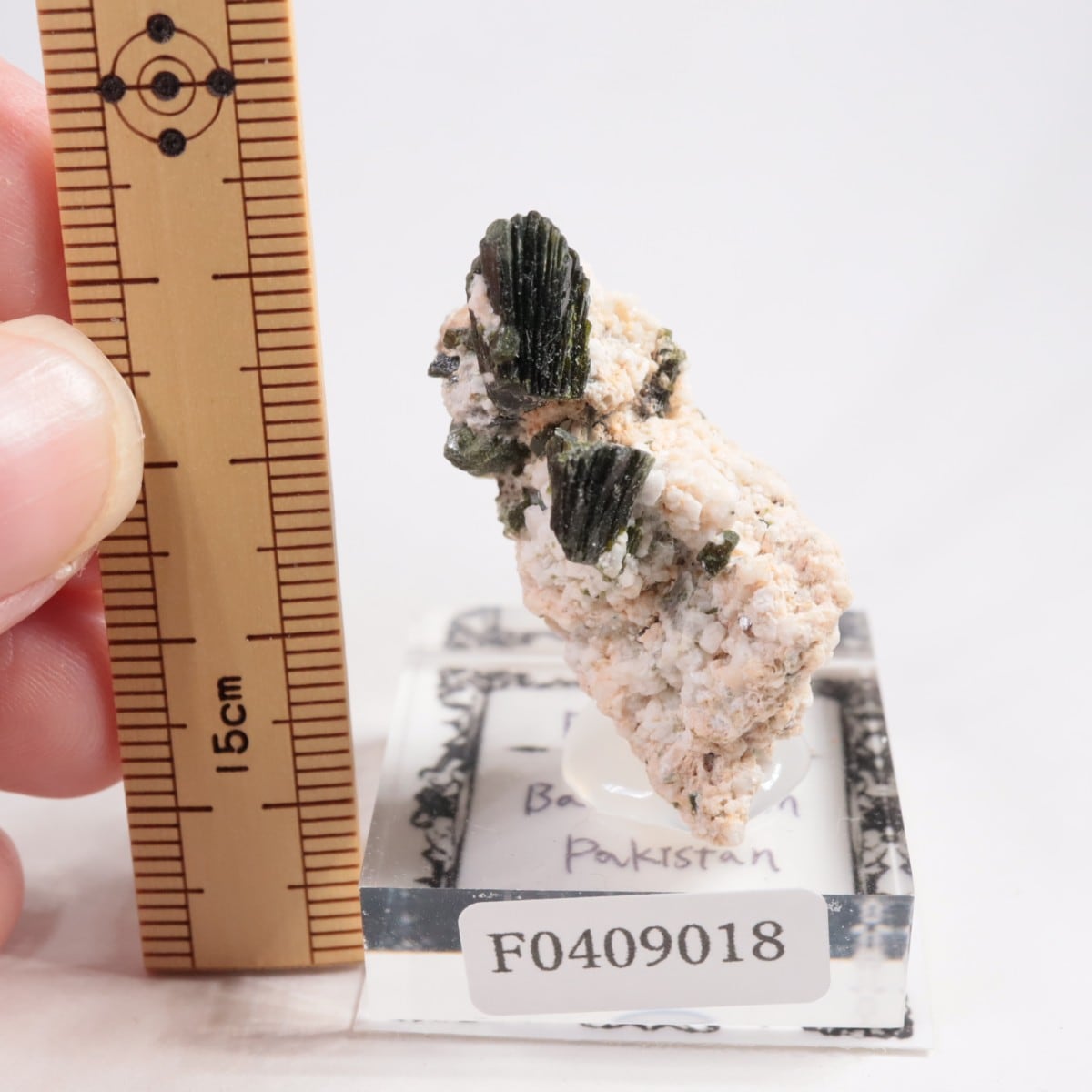 �ѥ������� ���ԥɡ���