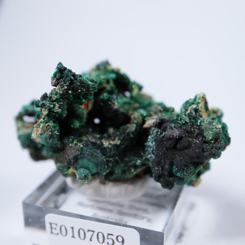 �������ȥ�ꥢ�����ޥ饫���ȡ��ѥ������ե�����