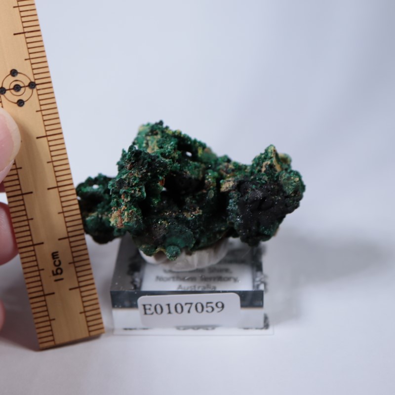 �������ȥ�ꥢ�����ޥ饫���ȡ��ѥ������ե�����