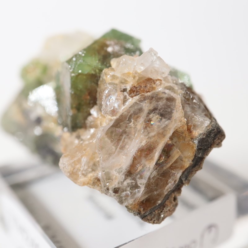 ����˥ҥ륺���������ͥå�