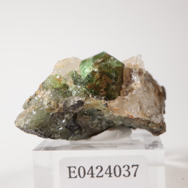 ����˥ҥ륺���������ͥå�