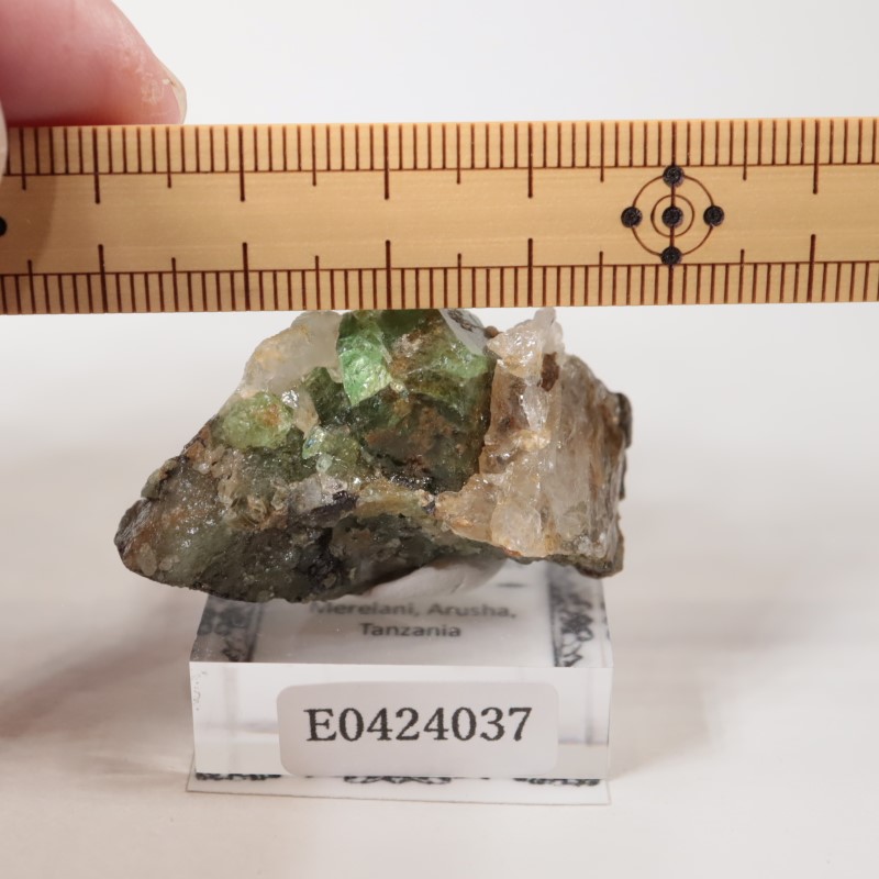 ����˥ҥ륺���������ͥå�