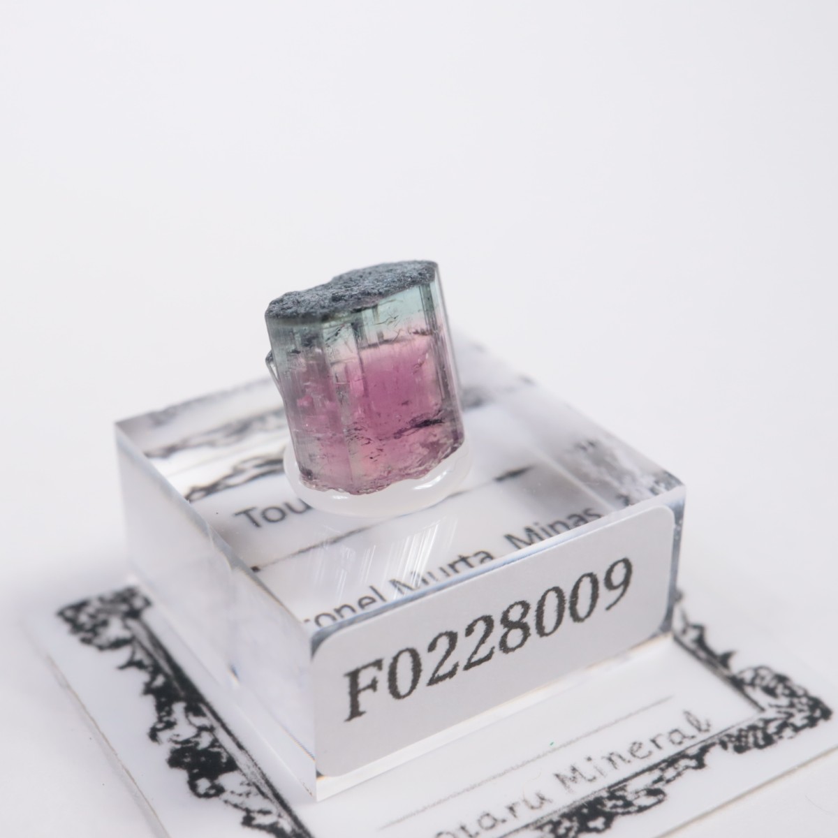 Coronel Murta�� �ȥ�ޥ��