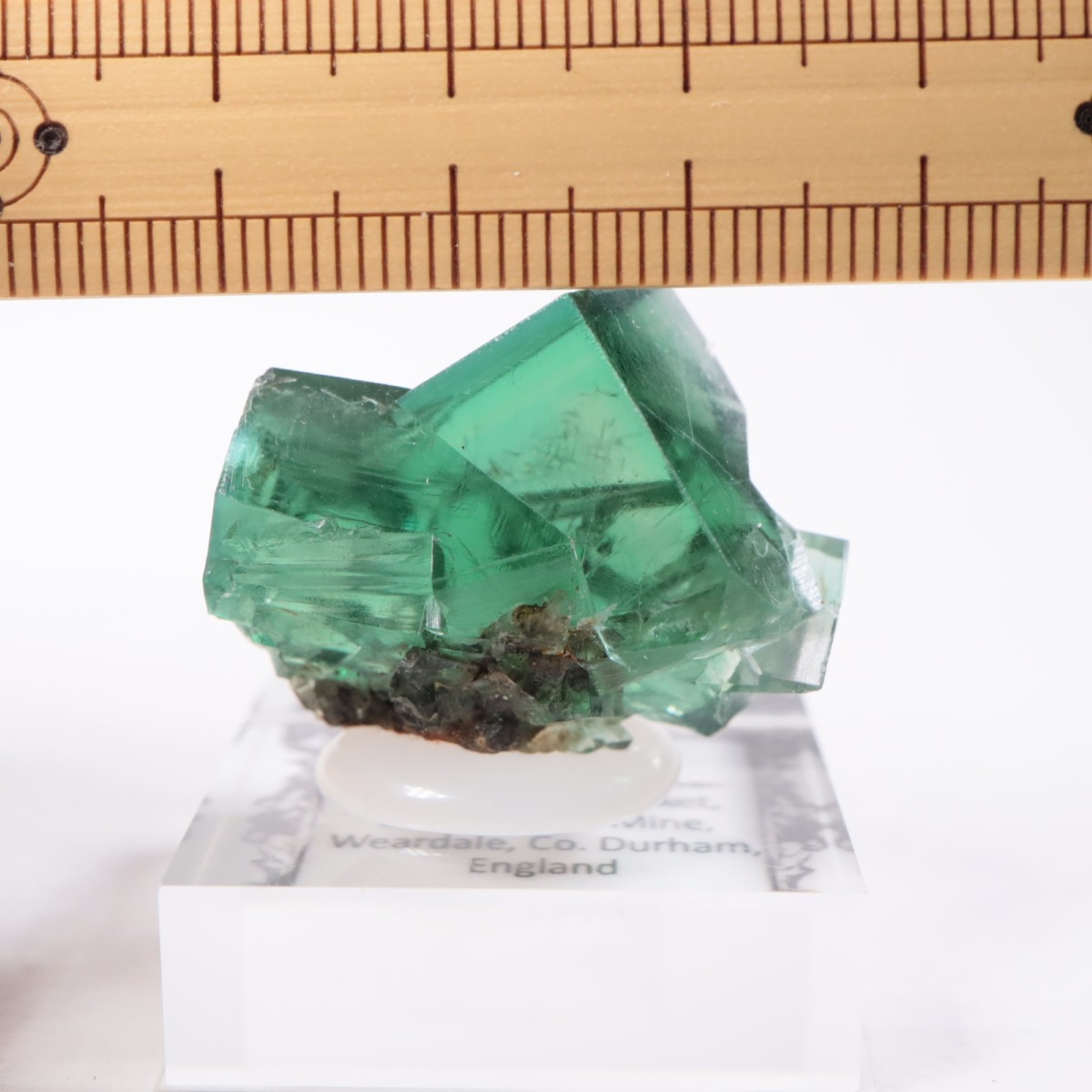 Greedy Hog Pocket�� �ե����饤��