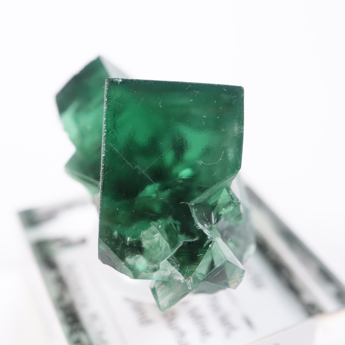 Greedy Hog Pocket�� �ե����饤��