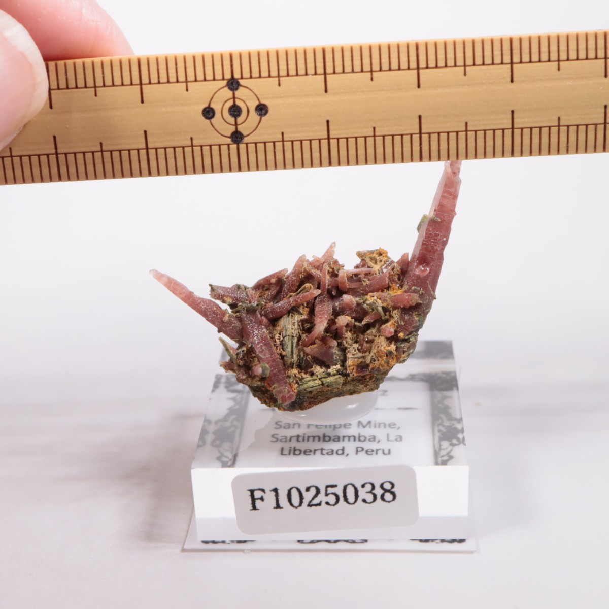 San Felipe�ۻ� ��åɥ�������