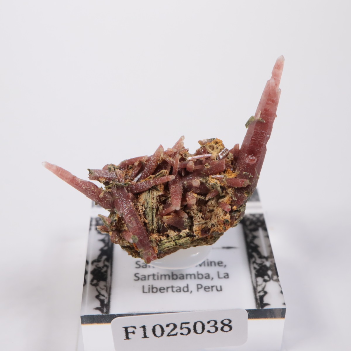 San Felipe�ۻ� ��åɥ�������