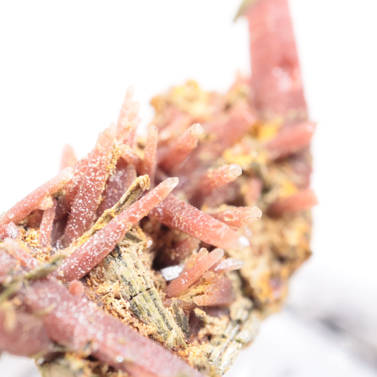 San Felipe�ۻ� ��åɥ�������