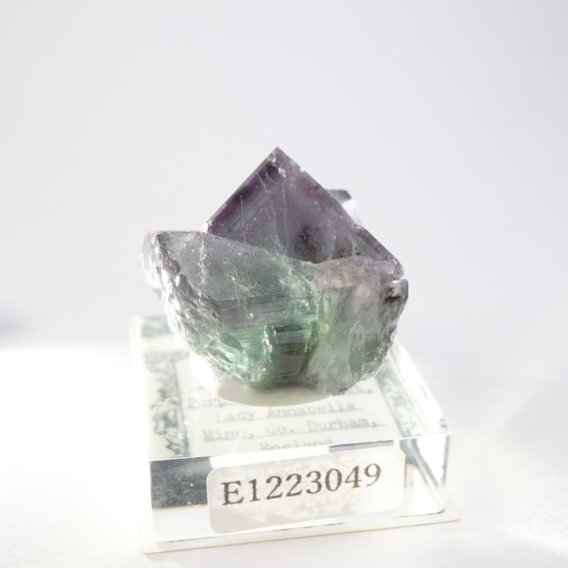 Purple Rain Pocket ե饤