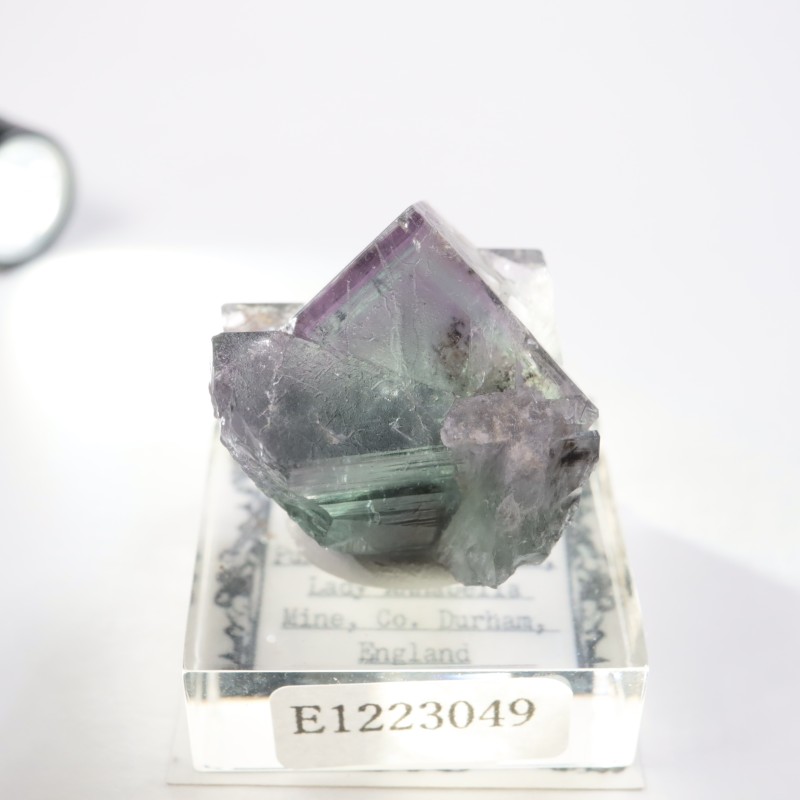 Purple Rain Pocket ե饤