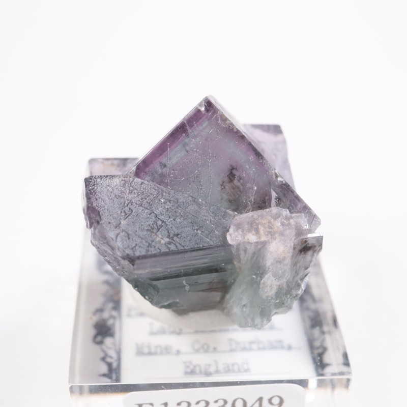 Purple Rain Pocket ե饤