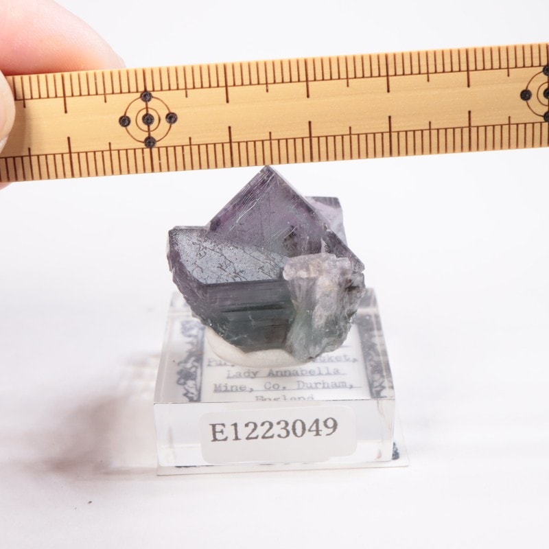 Purple Rain Pocket ե饤