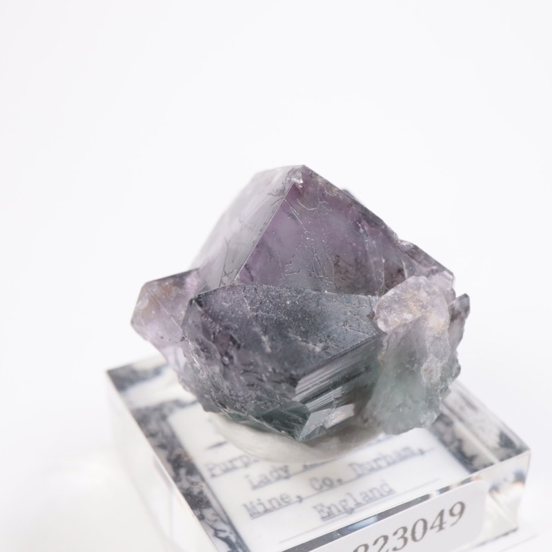 Purple Rain Pocket ե饤