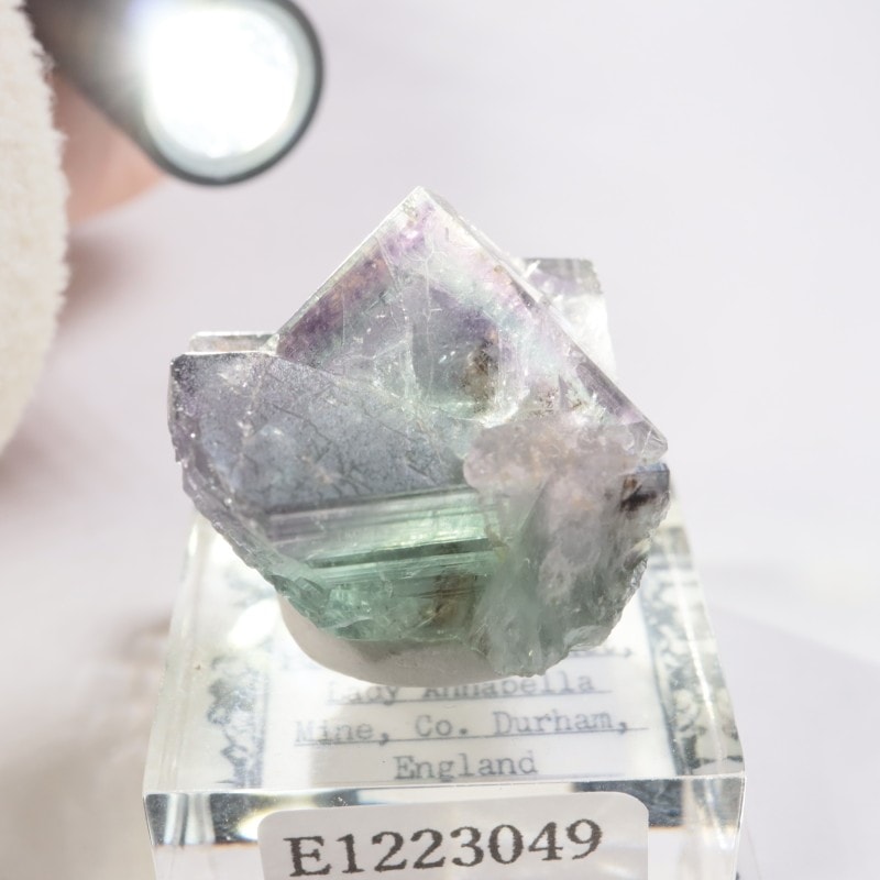 Purple Rain Pocket ե饤