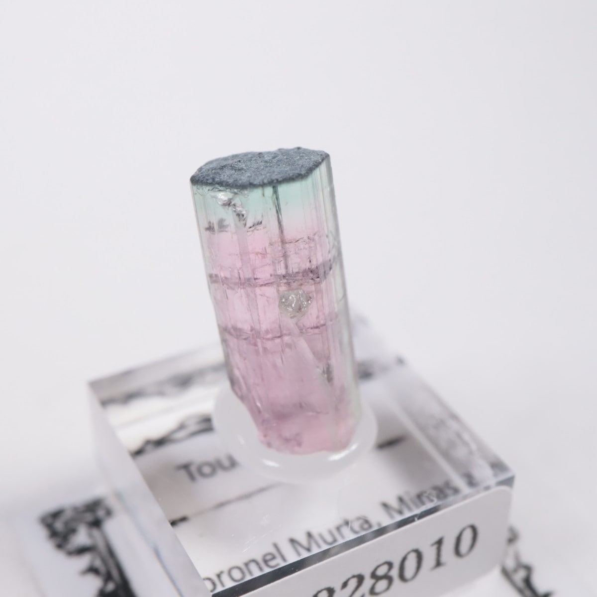 Coronel Murta�� �ȥ�ޥ��