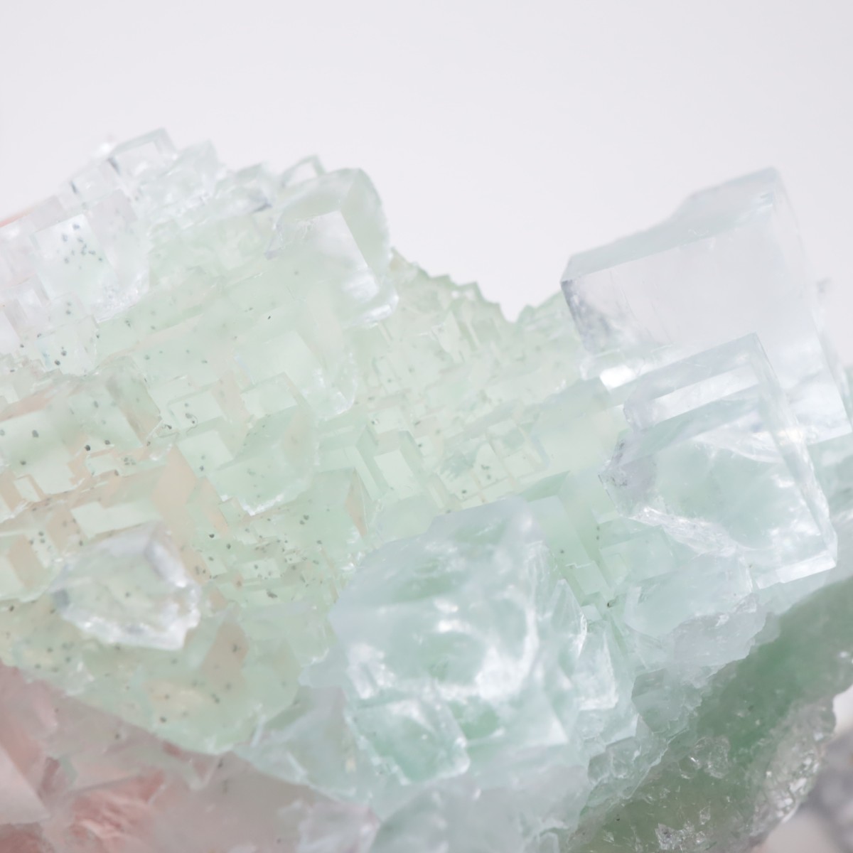 Marsanges�ۻ� �ե����饤��