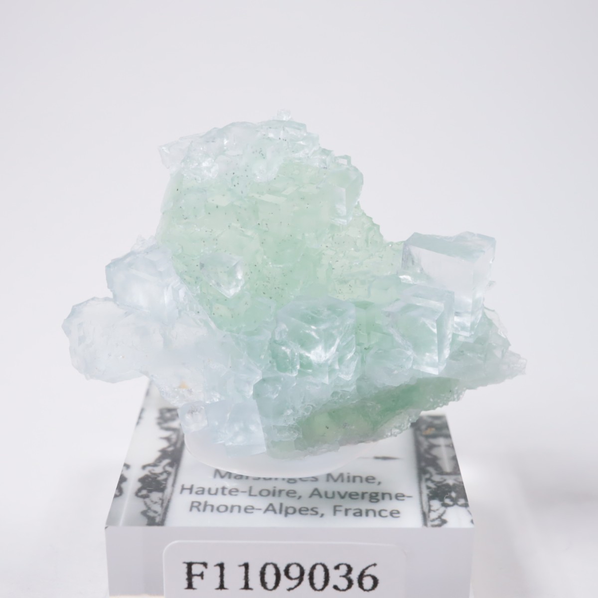 Marsanges�ۻ� �ե����饤��