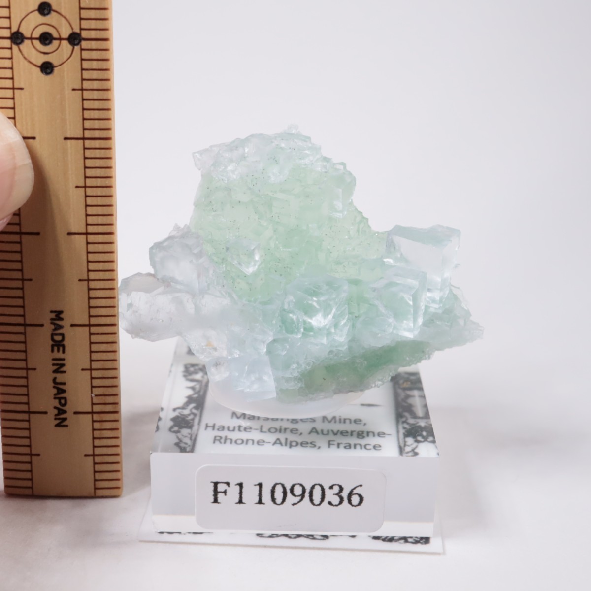 Marsanges�ۻ� �ե����饤��