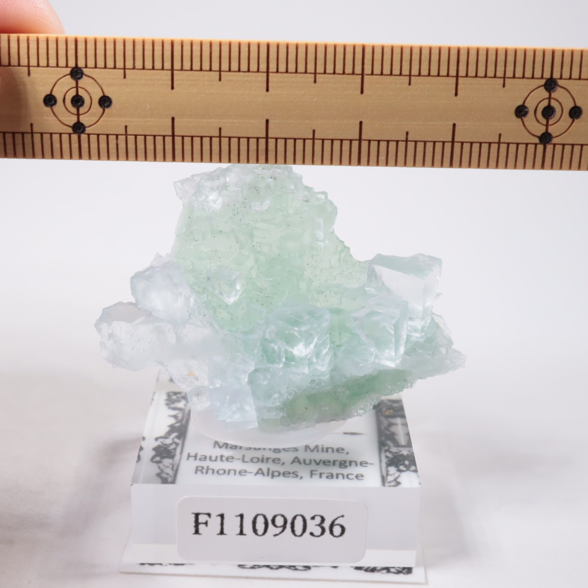 Marsanges�ۻ� �ե����饤��