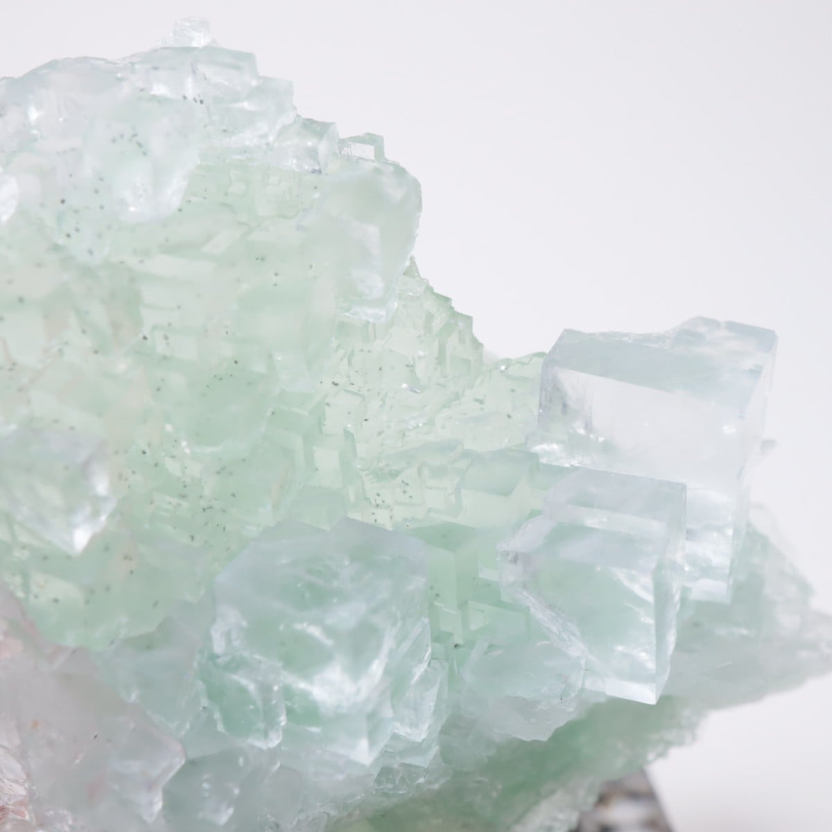 Marsanges�ۻ� �ե����饤��