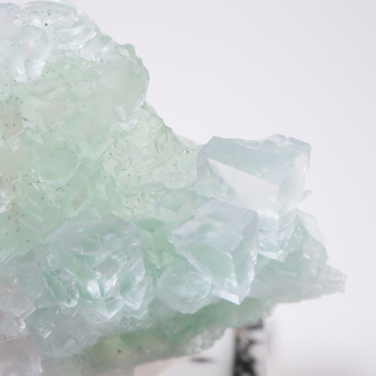 Marsanges�ۻ� �ե����饤��