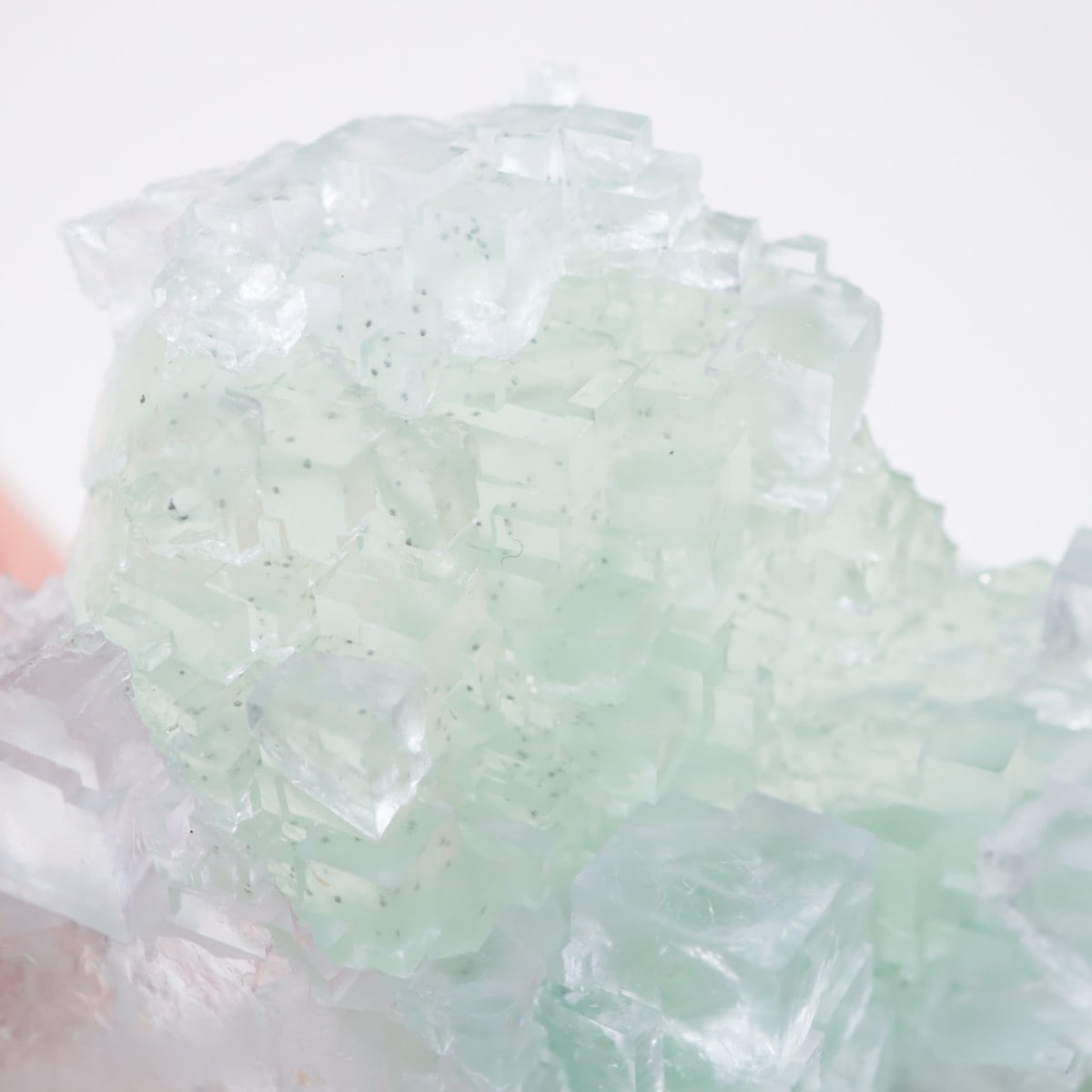 Marsanges�ۻ� �ե����饤��