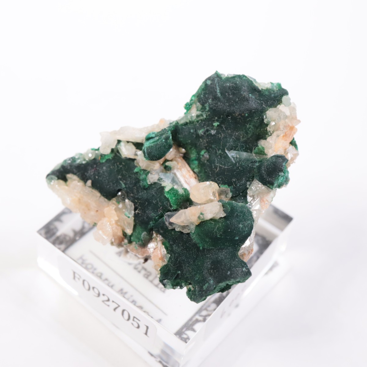 �������ȥ�ꥢ�� �ޥ饫���ȡ����륵����