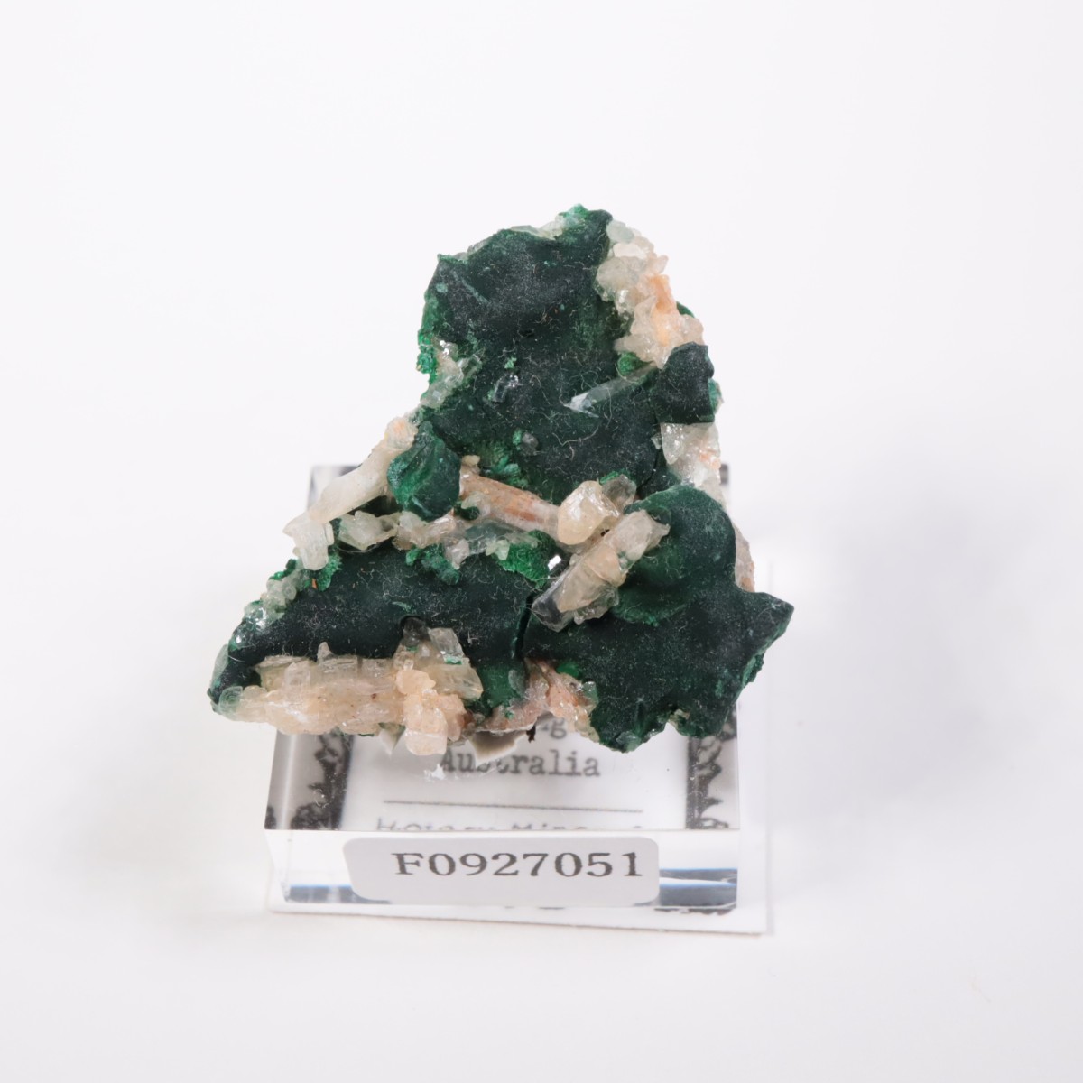 �������ȥ�ꥢ�� �ޥ饫���ȡ����륵����