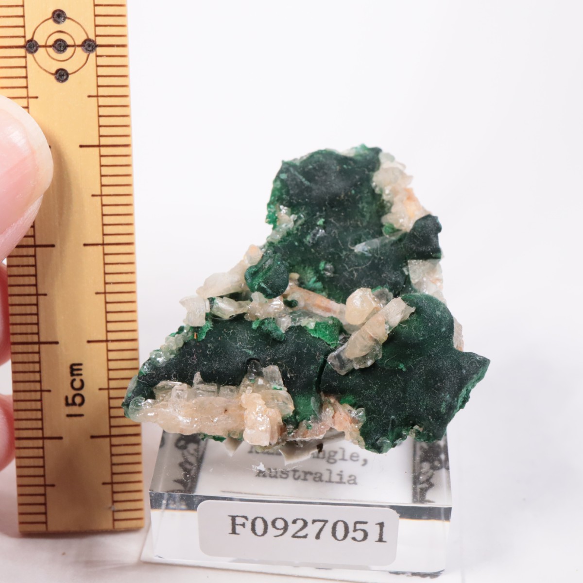 �������ȥ�ꥢ�� �ޥ饫���ȡ����륵����