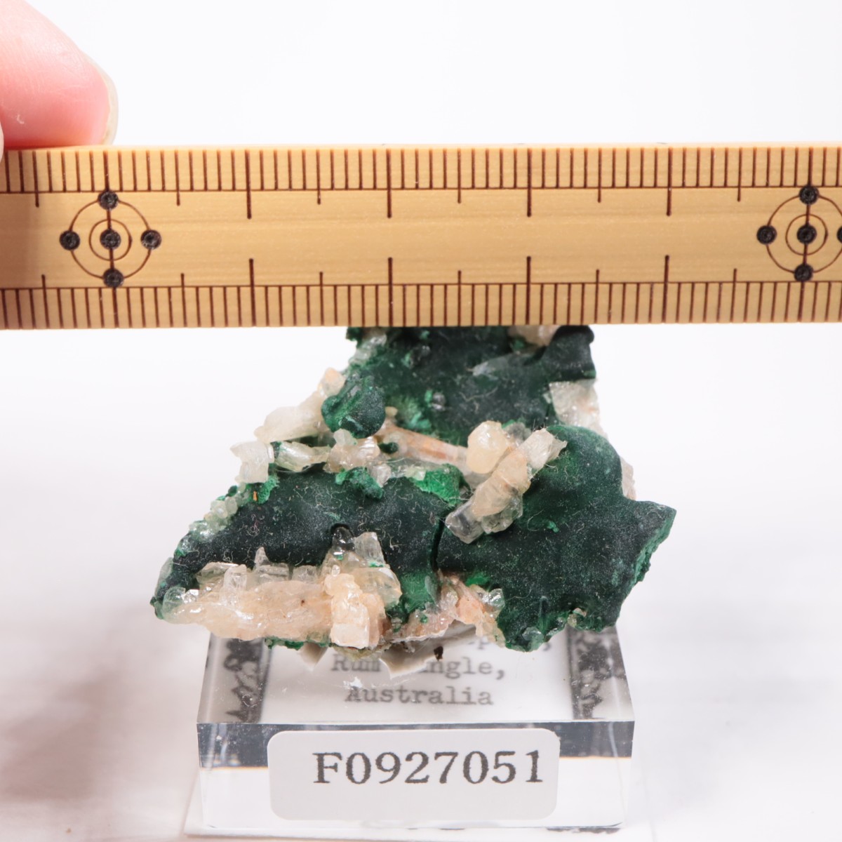 �������ȥ�ꥢ�� �ޥ饫���ȡ����륵����