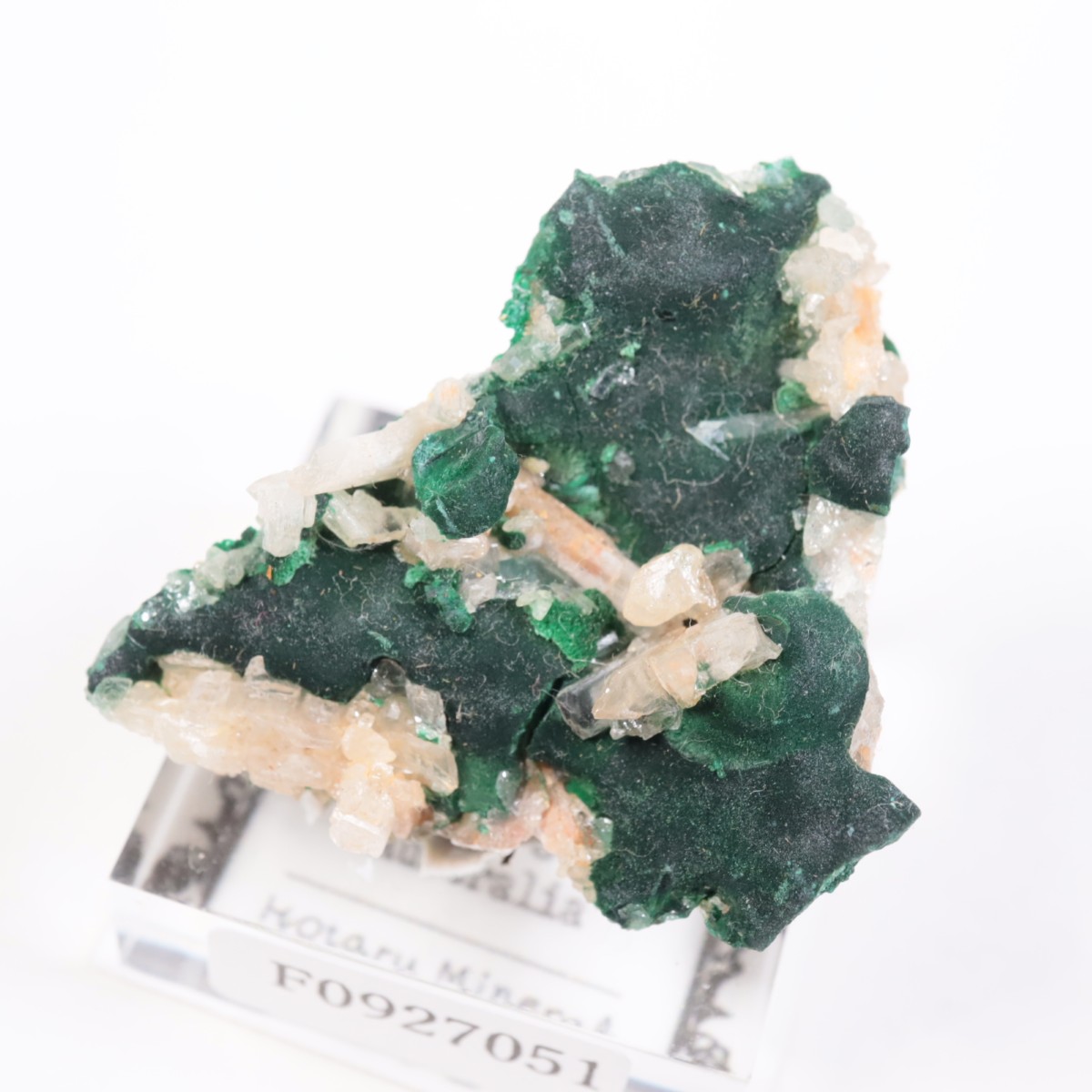 �������ȥ�ꥢ�� �ޥ饫���ȡ����륵����