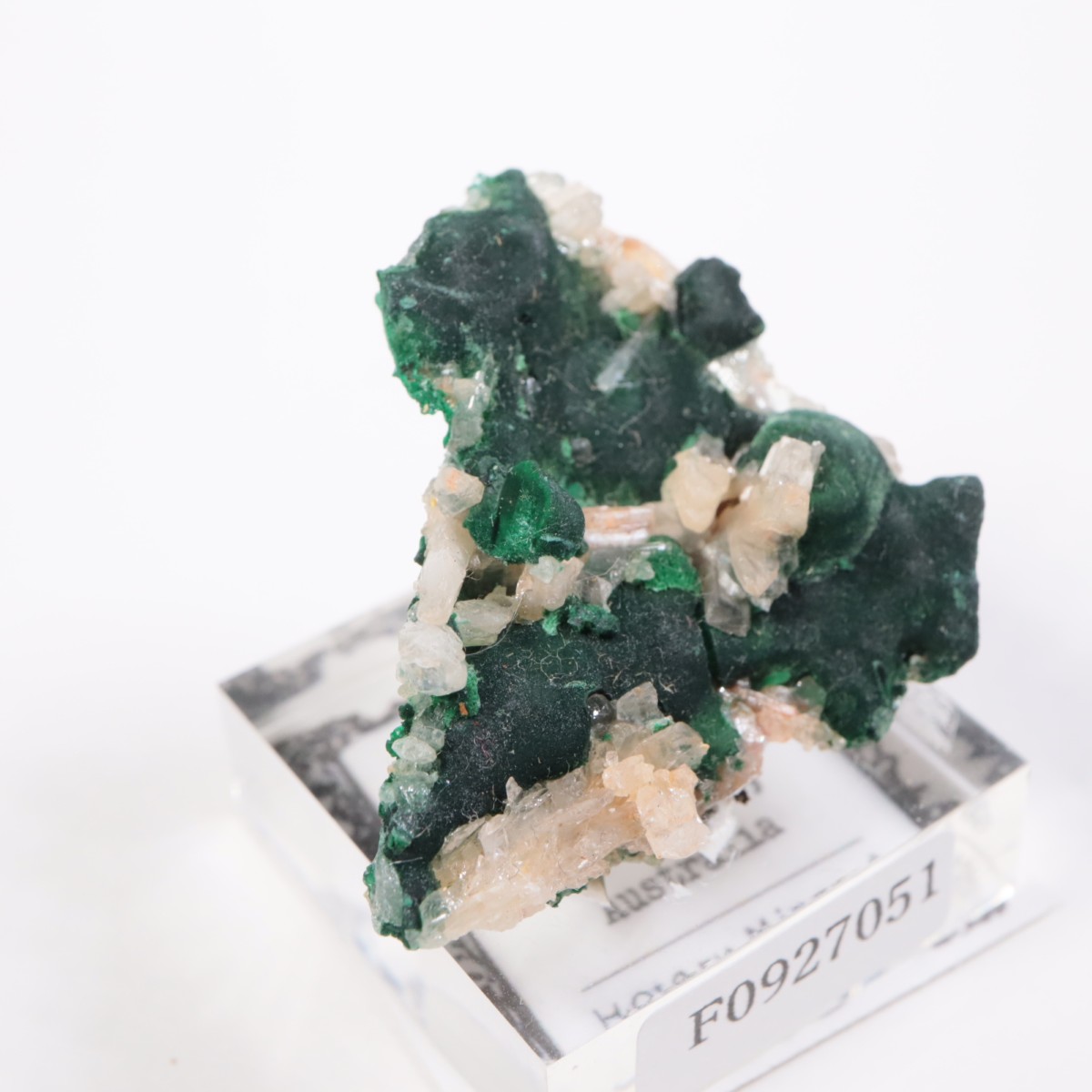 �������ȥ�ꥢ�� �ޥ饫���ȡ����륵����