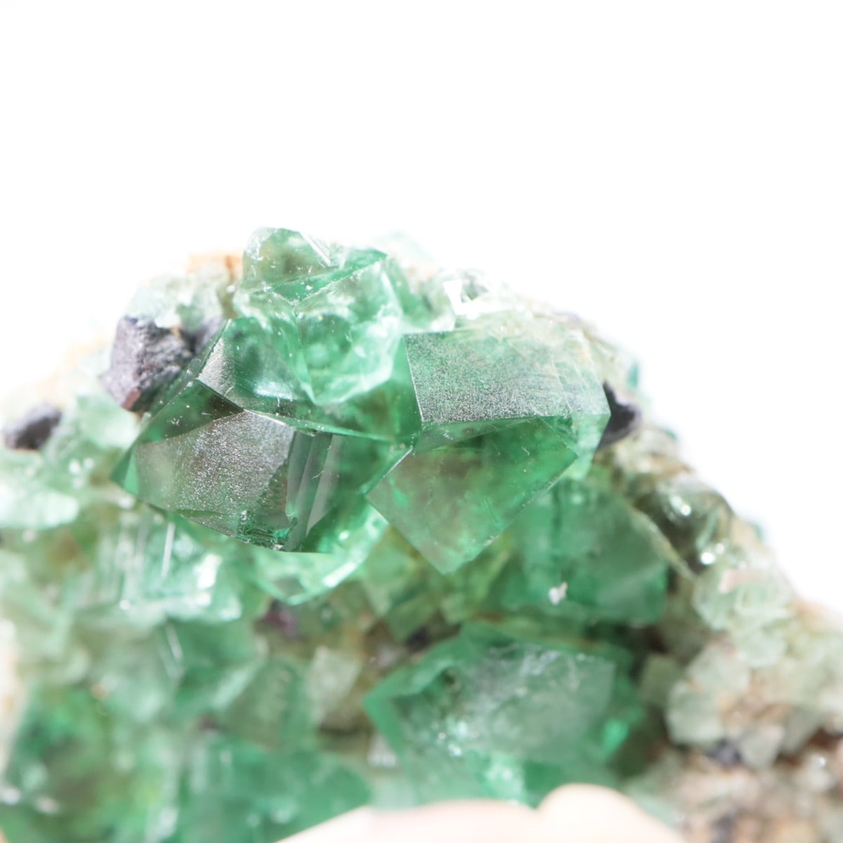 �ǥ����ʥޥꥢ�ۻ� �ե����饤��