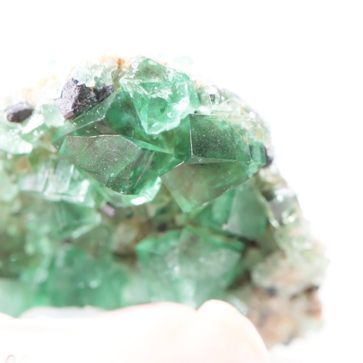 �ǥ����ʥޥꥢ�ۻ� �ե����饤��