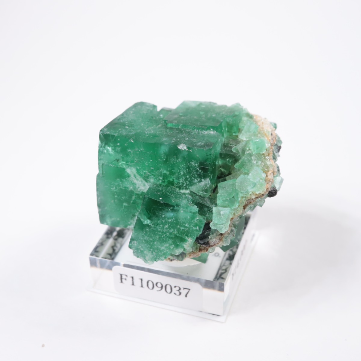 �ǥ����ʥޥꥢ�ۻ� �ե����饤��