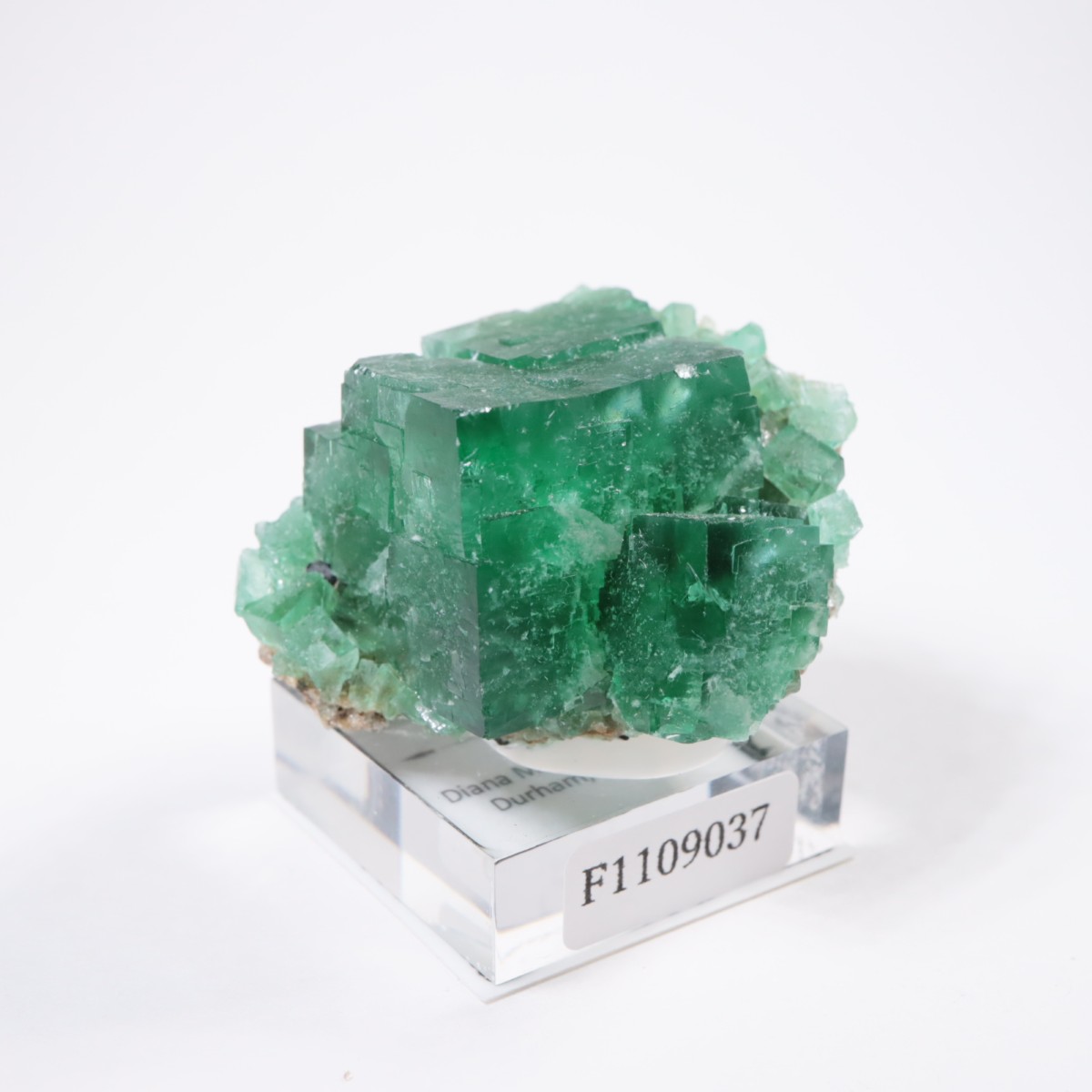 �ǥ����ʥޥꥢ�ۻ� �ե����饤��