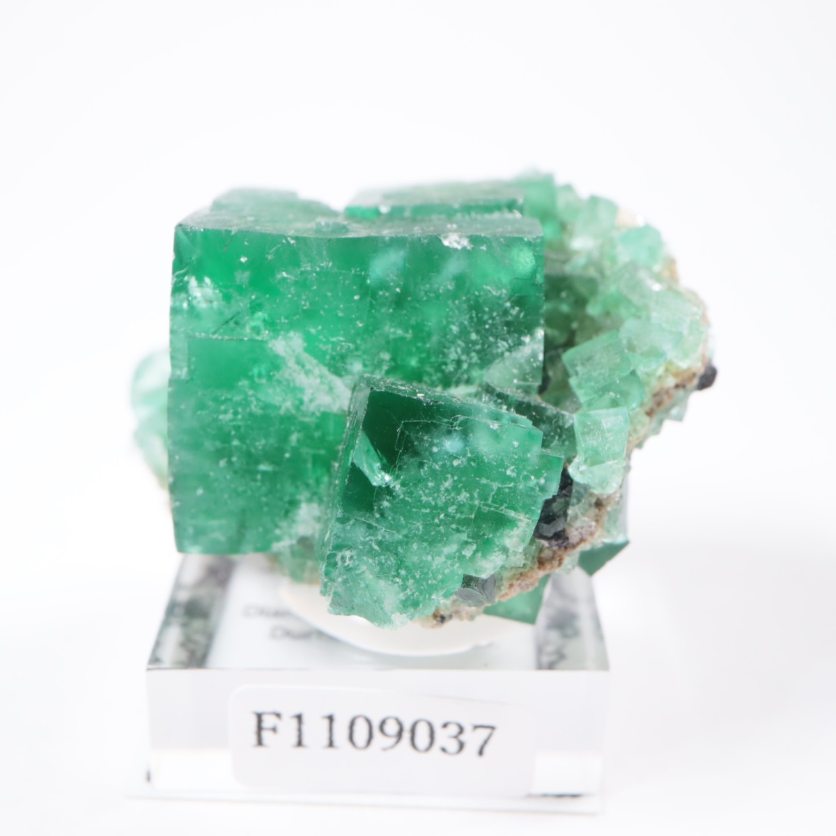 �ǥ����ʥޥꥢ�ۻ� �ե����饤��