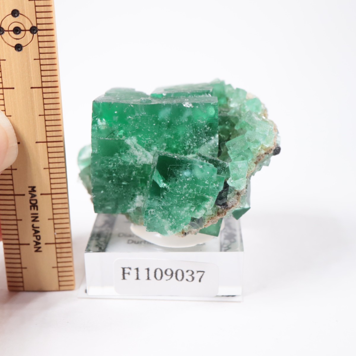 �ǥ����ʥޥꥢ�ۻ� �ե����饤��