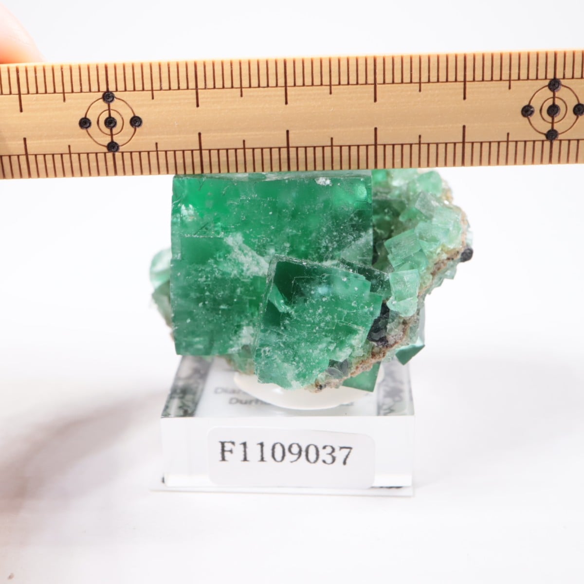 �ǥ����ʥޥꥢ�ۻ� �ե����饤��