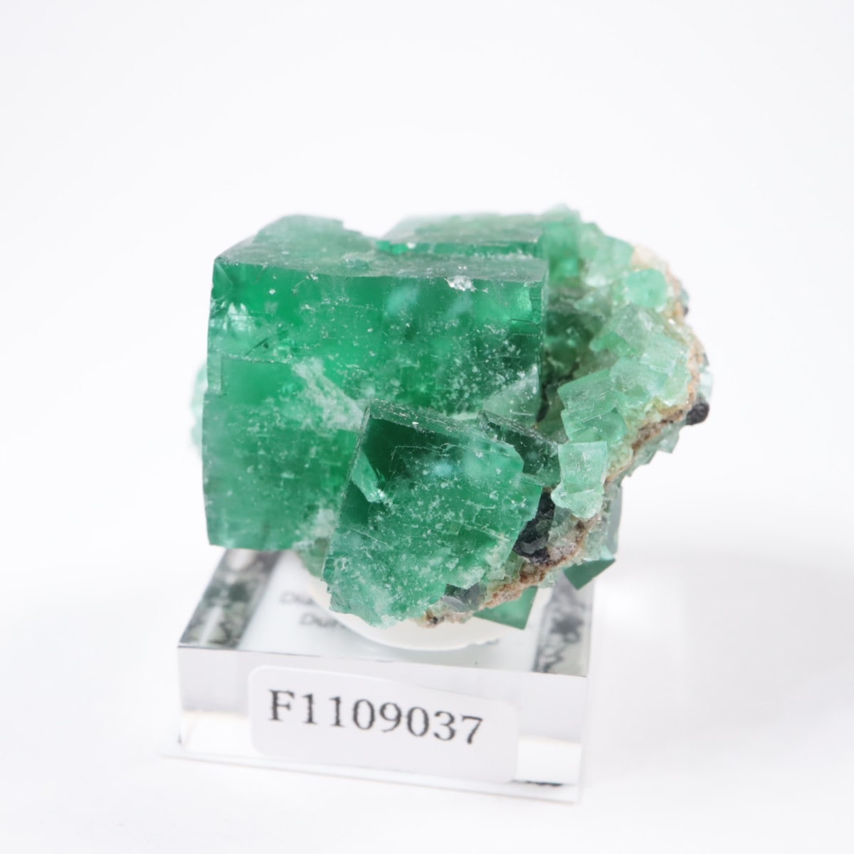 �ǥ����ʥޥꥢ�ۻ� �ե����饤��