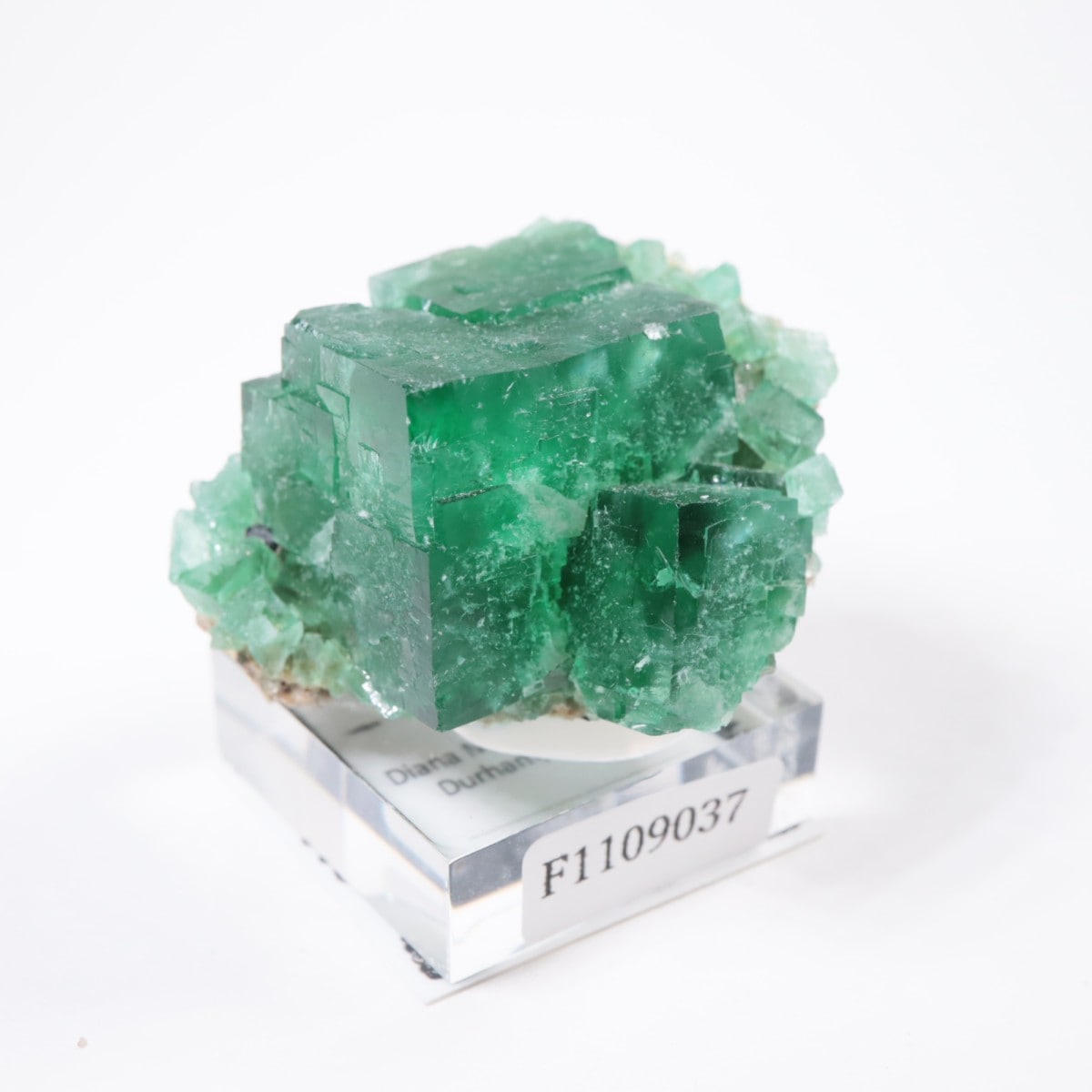 �ǥ����ʥޥꥢ�ۻ� �ե����饤��