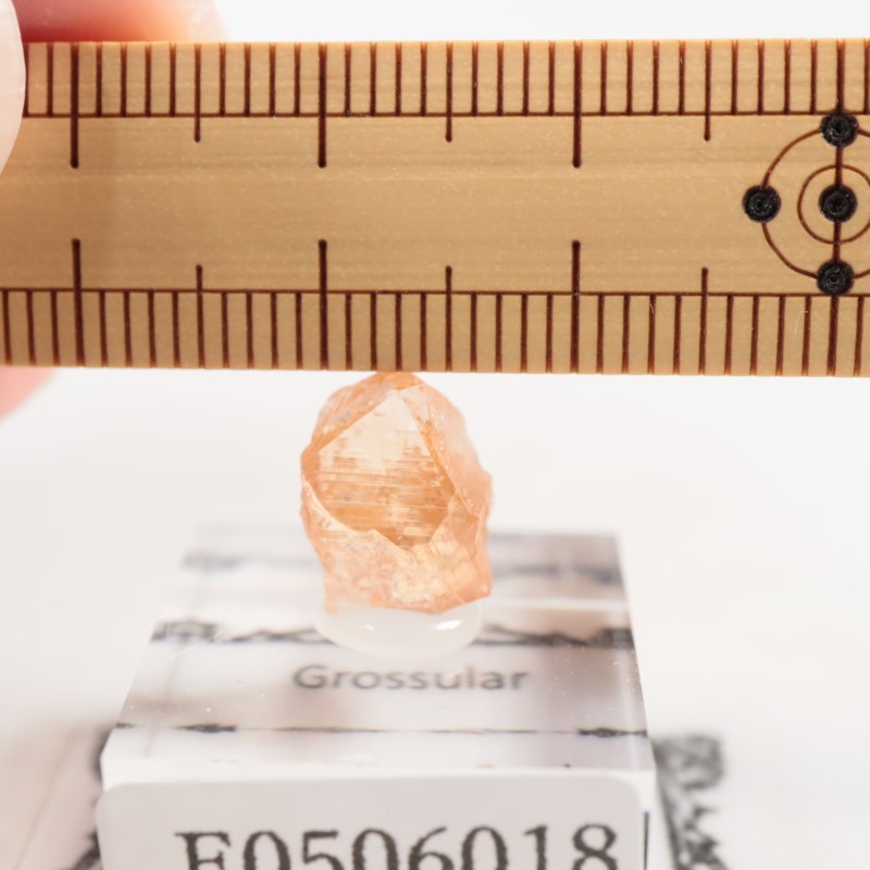 �����ե꡼�ۻ�����������顼�����ͥå�