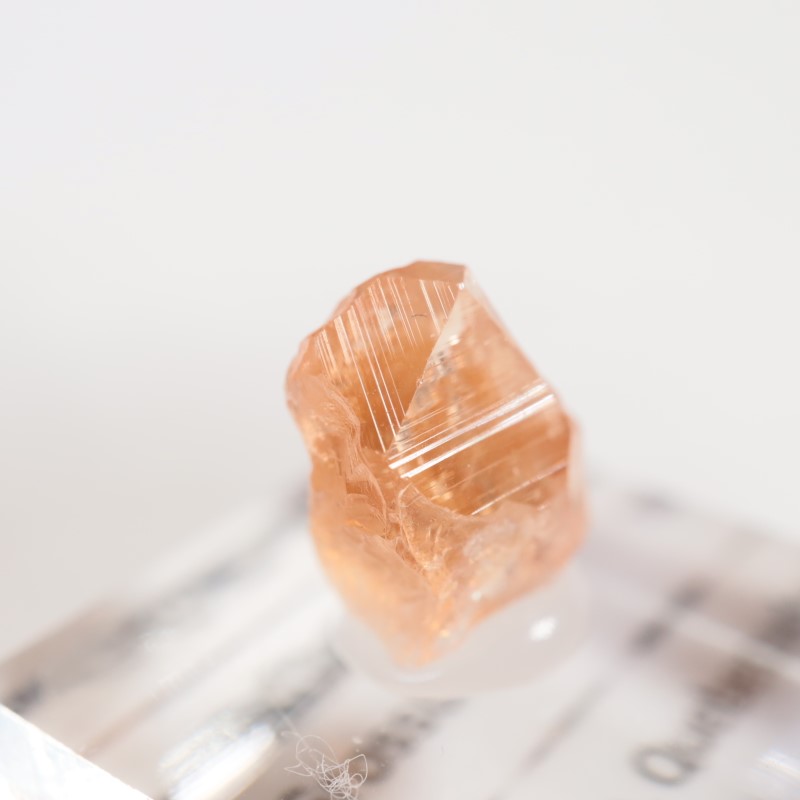 �����ե꡼�ۻ�����������顼�����ͥå�