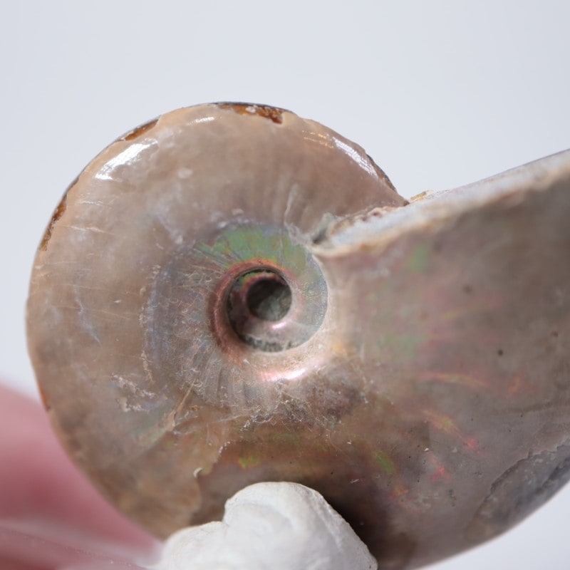 天然石 アンモライト アンモナイト 73g 6.5cmマダガスカル 鉱物標本 楽天市場】【マダガスカル産 厳選品質 一点物】アンモナイト 化石 にじ