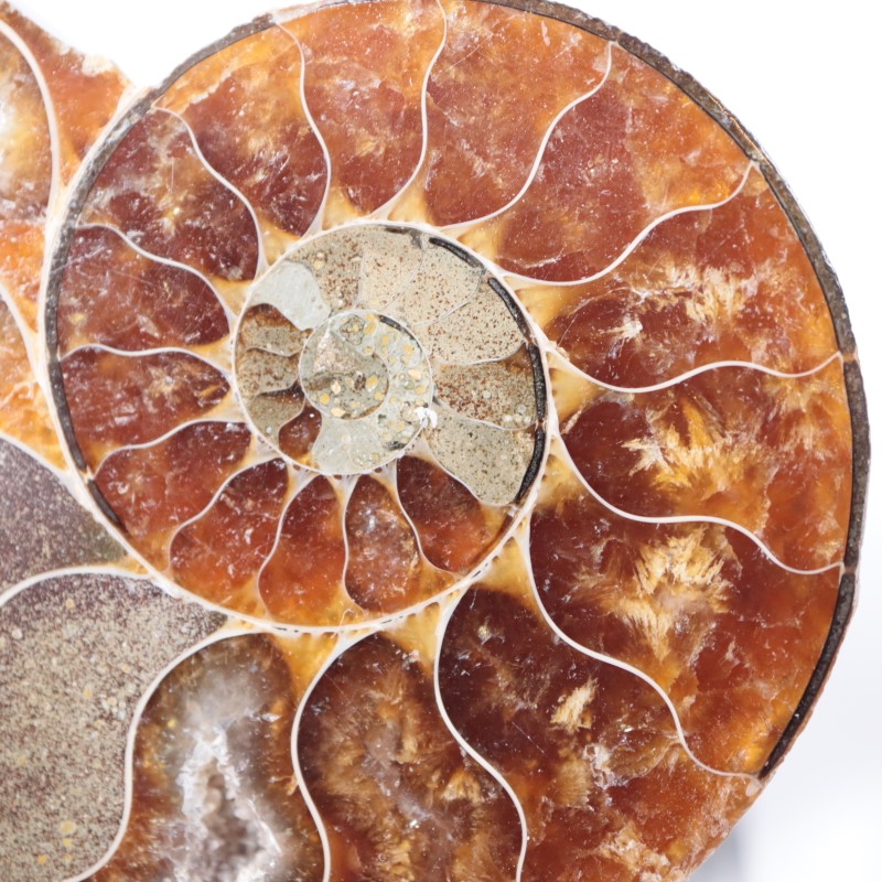 マダガスカル産 アンモナイト | 鉱物標本,その他の鉱物 | ほたるみねら