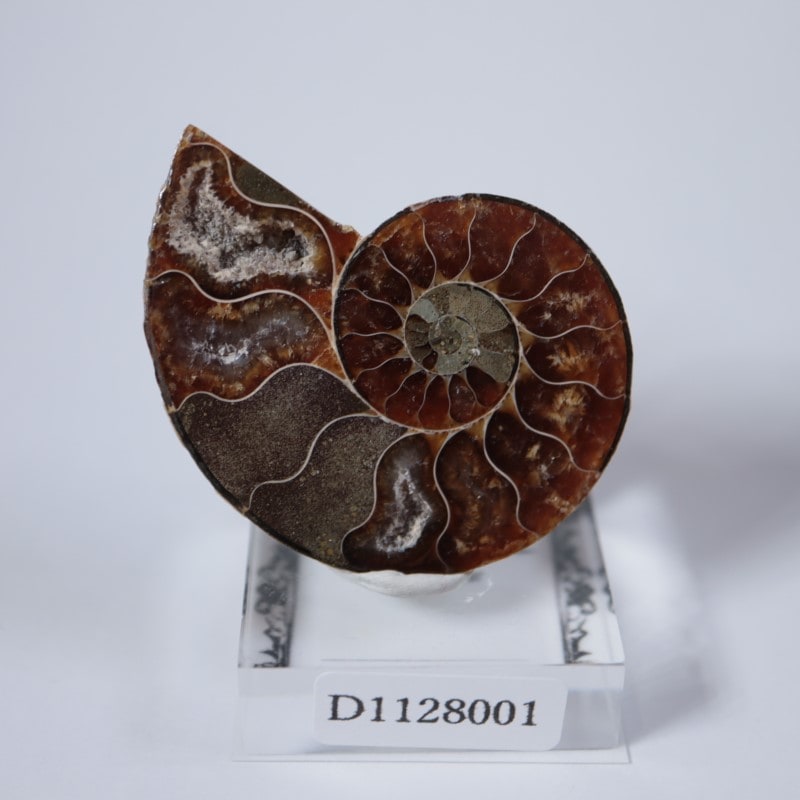 マダガスカル産アンモナイト 2_000000006519.jpg?1701171311